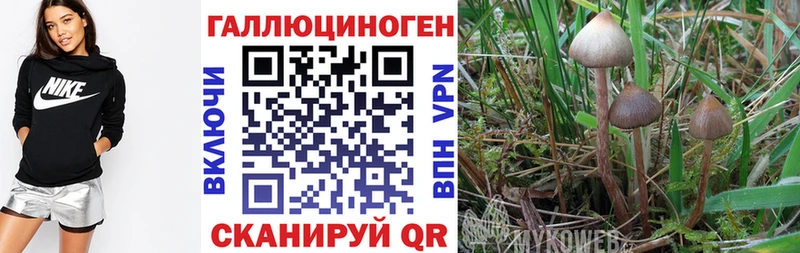 даркнет сайт  Ермолино  Галлюциногенные грибы Psilocybe 
